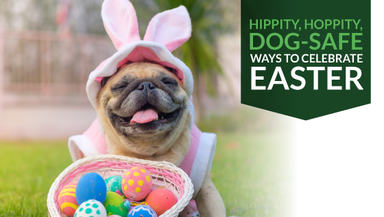 Hippity, Hoppity, Dog-Safe Ways to Celebrate Easter