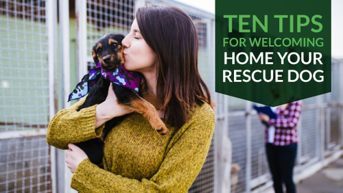 Ten Tips for Welcoming Home Your Rescue Dog