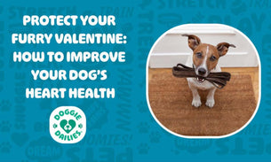 Protect Your Furry Valentine: How to Improve Your Dog’s Heart Health