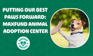 Putting Our Best Paws Forward: MaxFund Animal Adoption Center