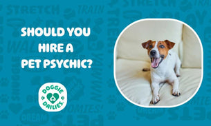 Should You Hire a Pet Psychic?