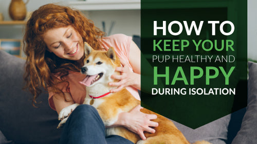 How to Keep Your Pup Happy and Healthy During Isolation