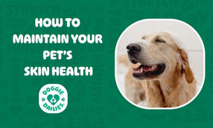 How to Maintain Your Pet’s Skin Health