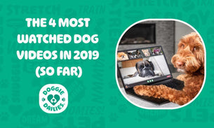 4 of the Most-Watched Dog Videos on YouTube in 2019 (So Far)