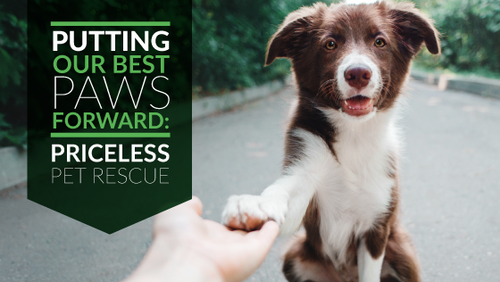 Putting Our Best Paws Forward: Priceless Pet Rescue