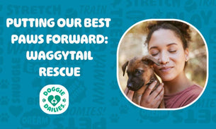 Putting Our Best Paws Forward: Waggytail Rescue