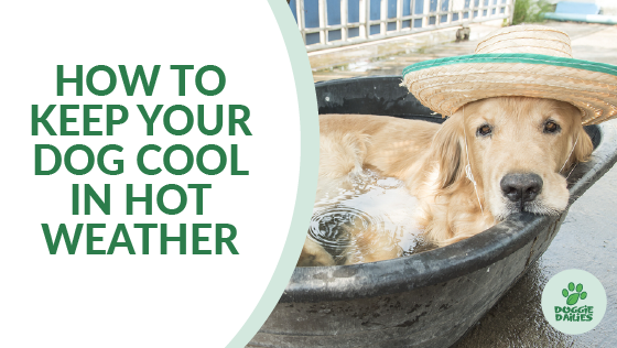 How to Keep Your Dog Cool in Hot Weather