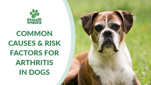 Common Causes & Risk Factors For Arthritis In Dogs