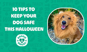 10 Tips to Keep Your Dog Safe This Halloween