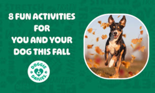 8 Fun Activities For You And Your Dog This Fall