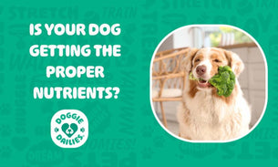 Is Your Dog Getting The Proper Nutrients? Supplements Could Help.