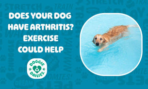 Exercise Can be Good For Dogs With Arthritis