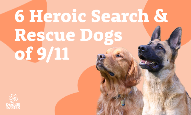 6 Heroic Search & Rescue Dogs of 9/11