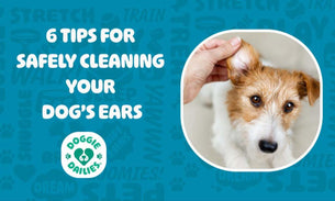 6 Tips for Safely Cleaning Your Dog's Ears