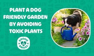 Plant a Dog-Friendly Garden