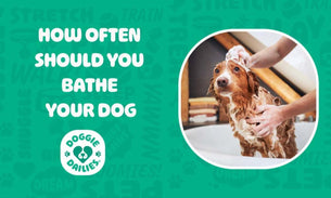 How Often Should You Bathe Your Dog?