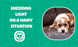 How to Tame That Shedding Doggie Fur