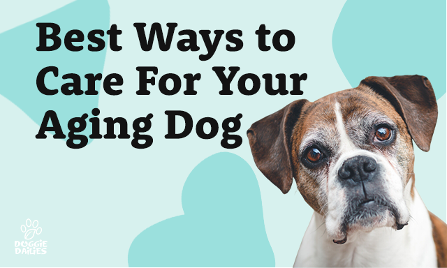 Best Ways to Care for Your Aging Dog