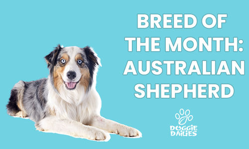 Find Australian Shepherd stuffed animals, facts and information in The  Kennel.