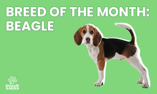 Beagles: All You Need to Know About This Howling Hound Dog