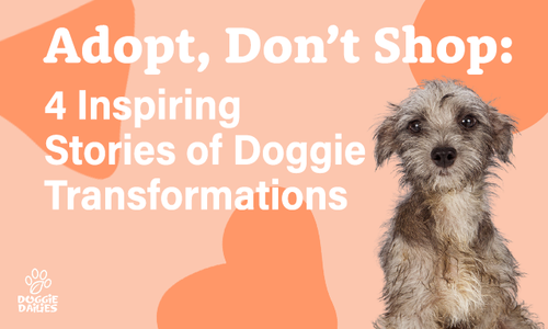 Adopt, Don’t Shop: 4 Inspiring Dog Transformation Stories