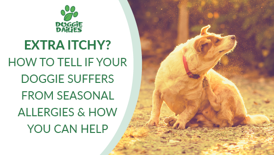 EXTRA ITCHY? HOW TO TELL IF YOUR DOGGIE SUFFERS FROM SEASONAL ALLERGIES & HOW YOU CAN HELP