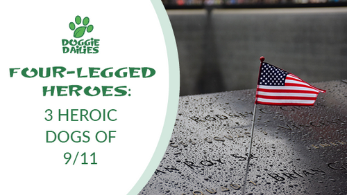 Four-Legged Heroes: 3 Heroic Dogs of 9/11