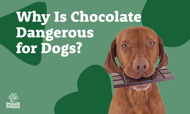 Chocolate Toxicity in Dogs: Understanding the Dangers and Signs