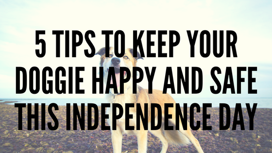 5 Tips To Keep Your Doggie Happy and Safe This Independence Day
