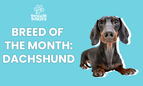 Dachshunds: Long Body, Short Legs & All You Need To Know About The Breed