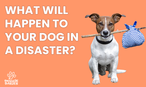 From Microchips to Pet Friendly Hotels: Tips for Preparing Your Dog For Evacuations