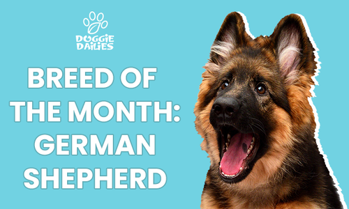 Breed of the Month: German Shepherd