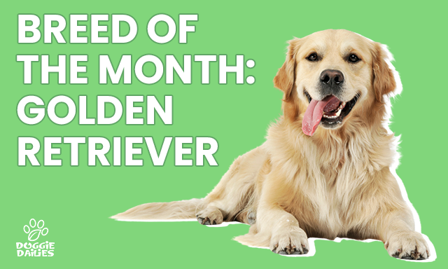 Golden Retriever: Everything You Need to Know About This Beloved Breed