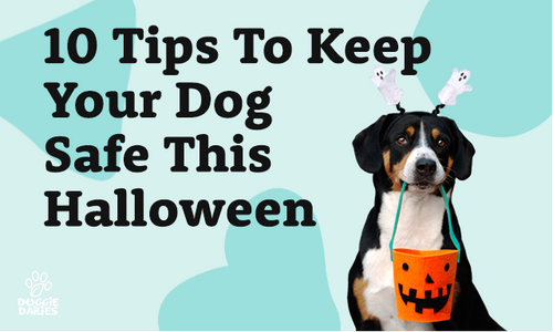 10 Tips to Keep Your Dog Safe This Halloween