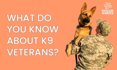 National K9 Veterans Day: 3 Heroic Retired Military Working Dogs