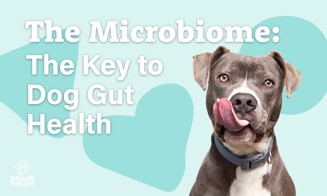 The Microbiome: The Key to Dog Gut Health