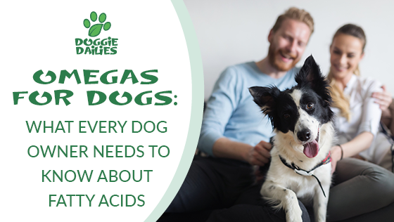 Omegas For Dogs: What Every Dog Owner Need to Know About Fatty Acids