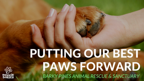 Putting Our Best Paws Forward - Barky Pines Animal Rescue