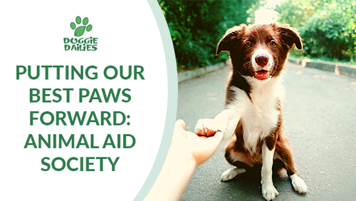 Putting Our Best Paws Forward: Animal Aid Society