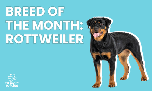 The Rottweiler: A Strong, Stable Family Guardian