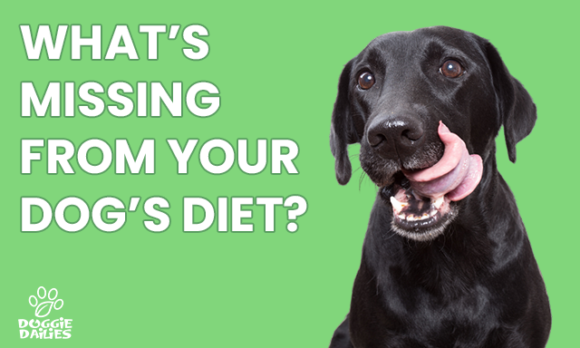 Why Fish Oil for Dogs Is Critical for A Healthy Dog Diet
