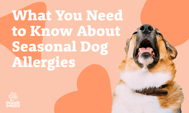What Dog Parents Need to Know About Seasonal Dog Allergies