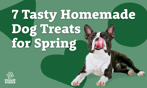 7 Tasty Homemade Dog Treats for Spring