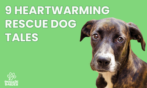 9 Heartwarming Rescue Dog Tales