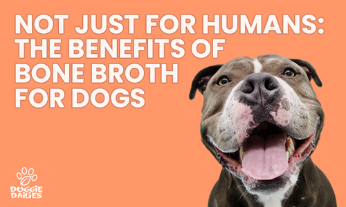 The Benefits of Bone Broth for Dogs
