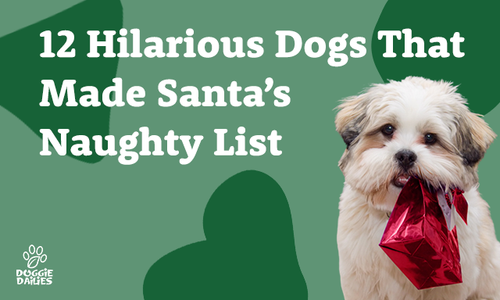 12 Hilarious Dogs That Made Santa’s Naughty List