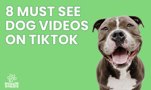 8 Must See TikTok Dog Videos