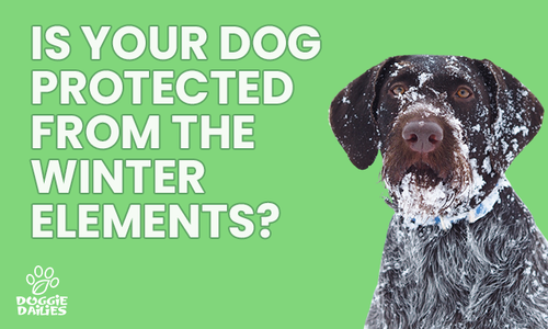 Winter Safety Tips to Keep Your Dog Healthy & Happy