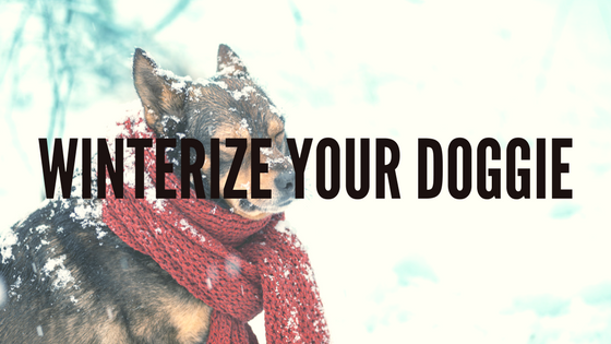 Winterize Your Doggie
