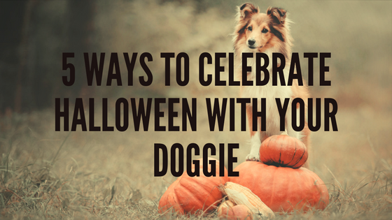 5 WAYS TO CELEBRATE HALLOWEEN WITH YOUR DOG